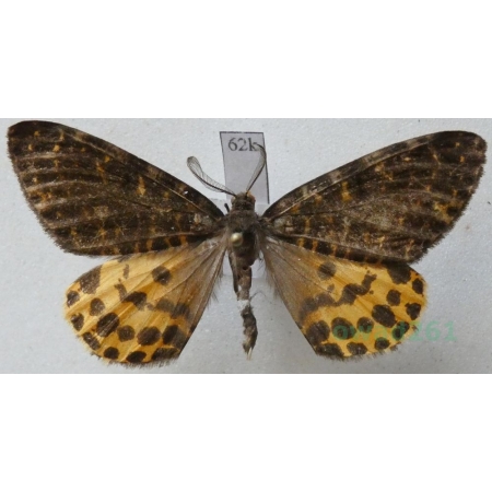 Arichanna flavinigra Hampson, 1907? male Nepal, Tybet62k